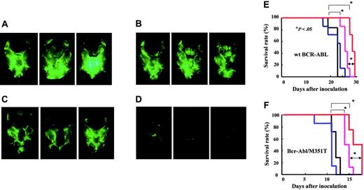 Figure 6. Combined effect of CsA and INNO-406 in an in vivo CNS leukemia model. BALB/cA Jcl-nu mice were inoculated into the right cerebral ventricle with 5 × 104 BaF3/wt bcr-ablGFP cells on day 0. Brains from each group were taken on day 17 from mice given vehicle (A), 50 mg CsA/kg (B), 60 mg INNO-406/kg per day (C), or a combination of 60 mg INNO-406/kg per day and 50 mg CsA/kg (D). On day 17, 3 mice from each group were killed, and their brains were examined under a fluorescence stereoscopic microscope. Kaplan-Meier analysis of the in vivo effects of INNO-406, CsA, or both on wt BCR-ABL (E) and BCR-ABL/M351T (F). Mice were orally administered vehicle (black), 50 mg CsA/kg (blue), 60 mg INNO-406/kg per day (pink), or a combination of CsA and INNO-406 (red) from day 5 to day 15.