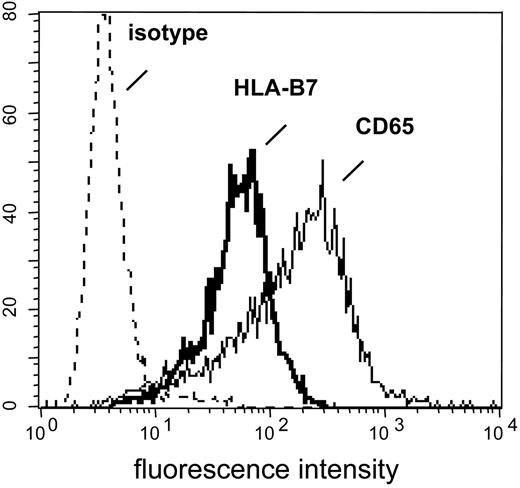 Figure 2. K562-HLA transfectant cells. HLA-negative K562 cells were transfected with cDNAs encoding single HLA class I alleles. After single-cell cloning and expansion in selection medium, K562-HLA cell clones were analyzed by flow cytometry. Monoclonal Abs used recognized either the corresponding HLA allele or myeloid antigen CD65, respectively. Representative data obtained with the K562-HLA-B*0702 cell clone are shown. Comparably strong HLA transgene and CD65 expression levels were found on K562 clones transfected with HLA-A*0201, HLA-A*0301, HLA-B*0801, HLA-B*3501, or HLA-Cw*0702 (data not shown).