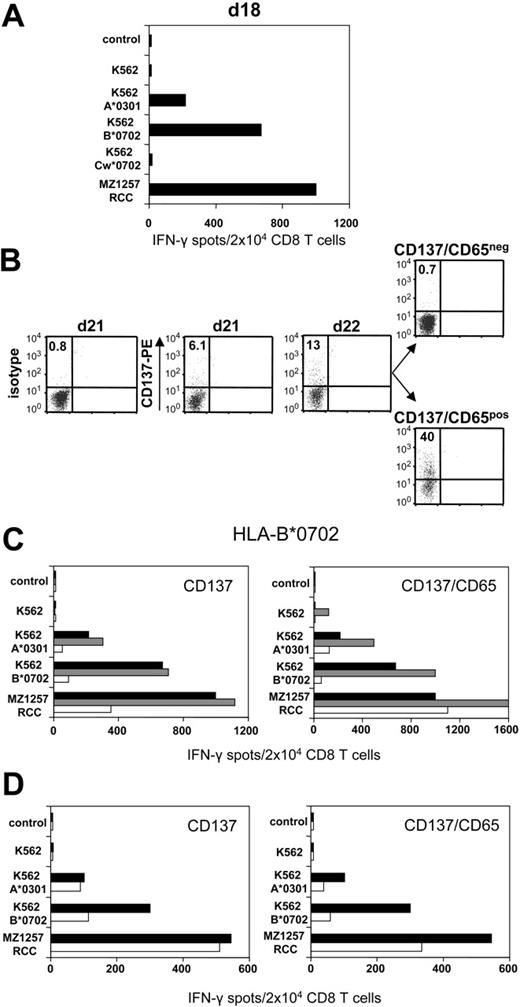 Figure 3. CD137-mediated depletion of HLA-B*0702 mismatch-reactive T cells. CD8 T cells of naive donor 203 were weekly stimulated with haploidentical MZ1257-RCC cells in allo-MLTC (for HLA types see Table 1). (A) IFN-γ ELISPOT results of day 18 MLTC responders tested against MZ1257-RCC and against K562 transfectants expressing the MZ1257-RCC–encoded HLA mismatch alleles A*0301, B*0702, or Cw*0702. (B) After 24 hours of incubation with K562-B*0702 transfectant cells, day 22 MLTC responders were depleted of allo-B*0702–reactive T cells using either the CD137/CD65 or the CD137 approach (latter not shown). Flow cytometry results indicate percentages of CD137pos CD8 T cells. Residual CD137 expression in the CD137/CD65neg subset (ie, 0.7%) was equivalent to day 22 background isotype control (0.7%, not shown). (C) Immediately (day 22) after separation, the CD137neg and CD137/CD65neg fractions (white bars), the CD137pos and CD137/CD65pos fractions (gray bars), and the MLTC control-stimulated exclusively with MZ1257-RCC (black bars) were analyzed for reactivity in IFN-γ ELISPOT assay. (D) The CD137neg, respectively. CD137/CD65neg fractions (white bars) and the MLTC control (black bars) were retested in IFN-γ spot assay on day 33 after simultaneous stimulations with MZ1257-RCC on day 22 and day 29.