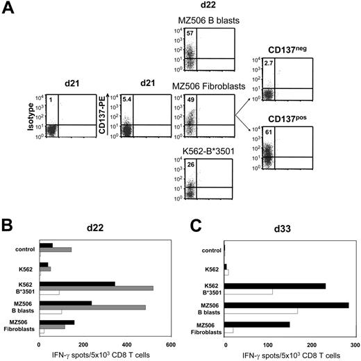 Figure 6. Recipient primary fibroblasts can serve as allo-APCs for CD137-mediated SAD. Purified CD8 T cells of healthy donor 613 were stimulated against CD40L-induced B lymphoblasts of patient MZ506 in haploidentical MLC (Table 1). (A) Day 21 MLC responders were incubated with either MZ506-derived B blasts or fibroblasts, or with K562 cells expressing the patient HLA-B*3501 mismatch allele. After 24 hours, the different cell populations were analyzed for CD137 expression by flow cytometry. Only the fibroblast-stimulated day 22 T-cell culture was depleted using the CD137 approach. Numbers indicate percentages of CD137pos CD8 T cells. (B) Immediately (day 22) after separation, the CD137neg fraction (white bars), the CD137pos fraction (gray bars), and the MLC control population stimulated exclusively with MZ506 B blasts (black bars) were tested in IFN-γ ELISPOT assay. (C) The CD137neg fraction (white bars) and the MLC control (black bars) were reevaluated on day 33 after stimulation with MZ506 B blasts on day 22 and day 29.