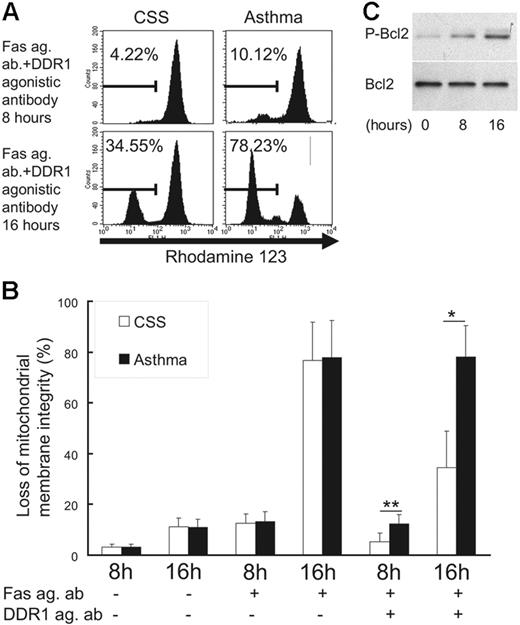 Figure 5. Change of mitochondrial integrity and Bcl-2 phosphorylation in eosinophils. (A) Flow cytometry analysis for rhodamine-123 in eosinophils. (B) Comparison of the loss of mitochondrial membrane integrity between CSS patients and asthma patients in various conditions (Fas ag ab indicates Fas agonistic antibody; DDR1 ag ab, DDR1 agonistic antibody; *P < .01, **P < .05, Bonferroni-Dunn test with 1-way factorial ANOVA). (C) Western blot analysis of Bcl-2 and phosphorylated Bcl-2 in eosinophils from CSS patients in the presence of DDR1 agonistic antibody. Error bars indicate standard deviation.