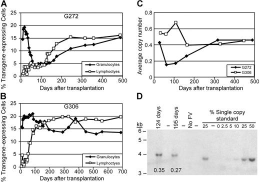 Figure 2. Transgene expression and vector marking in canine repopulating cells. The percentage of EGFP-expressing leukocytes detected by flow cytometry are shown for dogs G272 (A) and G306 (B) at different times after transplantation with FV vector–transduced peripheral blood stem cells. The FV vector average provirus copy number per cell was determined from peripheral blood leukocyte DNA samples by quantitative real-time PCR for dogs G272 and G306 (C) or by Southern blot analysis with an FV-specific probe for dog G306 (D). In panel D, standards were dilutions of DNA containing a different single copy FV vector provirus, the expected size of the vector fragment is 4028 bp (base pair), and the calculated vector copy numbers are shown below the 2 experimental lanes.