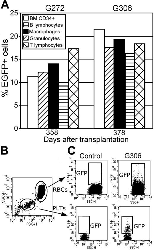 Figure 3. Flow cytometric analysis of transgene expression in cell subpopulations. (A) The percentage of transgene-expressing cells in different peripheral blood leukocyte subpopulations and bone marrow CD34+ cells are shown for dogs G272 and G306. In all dogs, EGFP-expressing cells were found in all lineages examined. (B) Gating on red blood cells (RBCs) and platelets (PLTs) was based on scatter characteristics (SSC-H is side scatter height and FSC-H is forward scatter height). (C) EGFP-expressing (FL-1H) red blood cells (top) and platelets (bottom) are plotted with side scatter for a control animal and for animal G306. Because of the overlapping positive and negative populations due to low fluorescence intensity, especially in red blood cells, the percentages of marked cells (1.2% in red blood cells, 8.1% in platelets) likely underestimates the actual percentage of transduced cells.