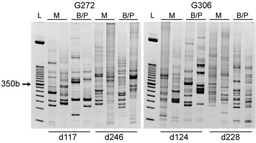 Figure 4. Polyclonal repopulation with transduced hematopoietic cells. Peripheral blood samples from dogs G272 and G306 were analyzed by LAM-PCR, revealing polyclonal repopulation of both animals. An ethidium-bromide– stained acrylamide gel of LAM-PCR products is shown; L, 50-bp standard. In lanes labeled M, DNA samples were digested with the restriction enzyme MspI, and in lanes labeled B/P, DNA samples were digested with both BspHI and PciI restriction enzymes which have compatible sticky ends. The day after transplantation on which the PB samples were collected is listed below (d117 is day 117 after transplantation).