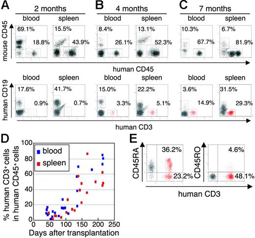 Figure 1. Flow cytometric analysis of human T cells in the peripheral blood and spleen in NOG mice given intravenous transplants of human CB-derived CD34+ cells. (A-C) Representative profiles of the mice 2 months (A), 4 months (B), and 7 months (C) after transplantation. The ratio of human to murine CD45+ cells and that of human CD3+ to CD19+ cells show an incremental increase in human CD45+ cells and human CD3+ cells from 2 to 7 months. (D) Change of net percentages of human CD3+ T cells among human CD45+ cells in peripheral blood and the spleen from 38 mice 39 to 213 days after transplantation. (E) CD45RA is more efficiently expressed than CD45RO on human CD3+ T cells in spleen. A gate was set on the human CD45+ population. The fluorescence-activated cell sorting (FACS) profile is representative of 1 in a group of 5 mice.