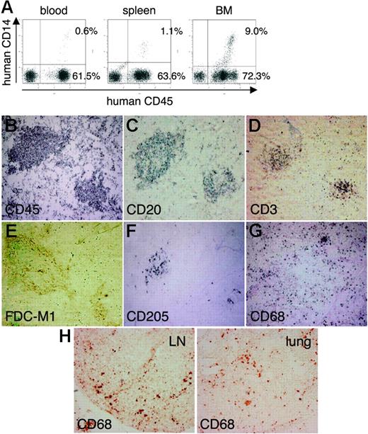 Figure 2. Flow cytometric analysis and immunohistochemical analysis of the expression of myelomonocytic markers in hNOG mice 4 months after transplantation. (A) Human CD14+ monocytes/macrophages are recognized in peripheral blood, the spleen, and BM. (B-G) Immunohistochemical findings from serially sectioned spleen for the expressions of human CD45 (B), human CD20 (C), human CD3 (D), murine FDC (E), human CD205 (F), and human CD68 (G). (H) Human CD68+ macrophages are also detected in the medulla of the LN and lung. Visualization was performed with BCIP (B-D, F-G), DAB (E), and AEC (H). Original magnification, ×100.