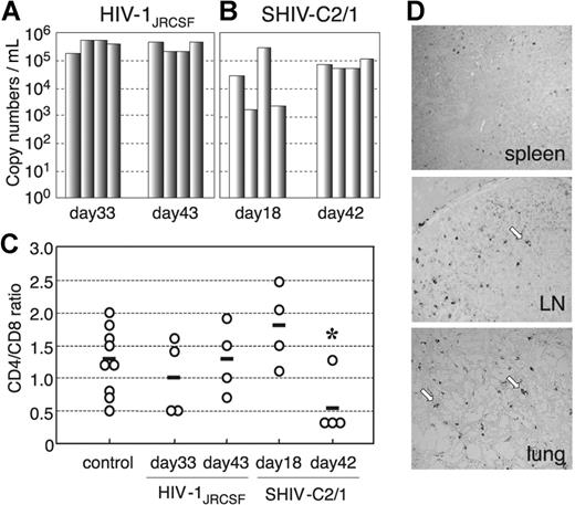 Figure 4. The numbers of RNA viral copies in plasma, CD4+/CD8+ T-cell ratios in the spleen, and p24 detection in the immunohistochemistry of HIV/SHIV-infected mice. (A) Viral copy numbers of 8 mice inoculated with a high infectious dose of HIV-1JRCSF (65 000 TCID50) and killed on days 33 and 43 after inoculation. (B) Viral copy numbers of 8 mice inoculated with a high infectious dose of SHIV-C2/1 (50 000 TCID50) and killed on days 18 and 42 after inoculation. Note that all the mice showed high levels of viremia that lasted more than 40 days after inoculation. (C) CD4/CD8 cell ratios in the spleens of 16 infected mice and 9 uninfected control mice. Control mice were not inoculated with HIV/SHIV and were killed on days 105 to 166 after stem cell transplantation. There was no significant rapid loss of CD4+ cells in HIV-1JRCSF–infected mice, while a decline of the CD4/CD8 ratio was detected in SHIV-C2/1–infected mice on day 42 after infection compared with uninfected control mice (*P < .05). The short bars indicate the means of each group. (D) P24+ cells are clearly observed in the spleen, LNs, and lungs. Arrow indicates p24 positive for macrophage-like cells. Original magnification, ×100.