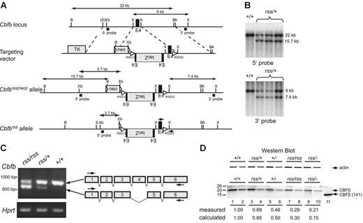 Figure 1. The hypomorphic Cbfbrss allele. (A) Targeting vector, targeted Cbfbrss(neo) locus, and the Cbfbrss allele following excision of floxed neo by Tg(CMV-Cre). The Cbfbrss allele contains the lacZ gene in the reverse orientation flanked by an extra copy of exon 4, inserted into intron 3. The targeting vector also contains a recombination signal sequence (RSS12) in intron 3, and the RSS23 sequence in intron 4. Cbfb exons are black, introduced coding sequences (lacZ, floxed-neo, TK) are gray, and both the loxP sequences flanking neo and the RSS sequences are indicated by triangles. The expected sizes of the XhoI restriction fragments that hybridize with the 3′ probe and the BamHI and XbaI fragments that hybridize with the 5′ probe are indicated. PCR primers for genotyping are indicated by arrows on the Cbfbrss allele. A indicates AvrII; B, BamHI; X, XhoI; S, SalI; and Xb, XbaI. (B) Southern blots showing correct targeting (prior to neo excision) at both the 5′ and 3′ ends. Top shows BamHI digest; bottom, XhoI digest. (C) RT-PCR showing the 2 predominant mRNAs generated from the Cbfbrss allele. The top band contains all 6 Cbfb exons and encodes a 22-kDa protein, while the bottom band lacks exon 4 and encodes a 17.5-kDa protein. RT-PCR for Hprt was used as a loading control. Arrows on the schematic diagram show the location of RT-PCR primers. (D) Western blot of lysates prepared from CD45+ cells isolated from 17.5-dpc FLs probed for actin (top) and CBFβ (bottom). Lysate from 4 × 104 Cbfb+/+ cells was loaded in lane 1. The amount of Cbfbrss/+, Cbfb+/−, Cbfbrss/rss, and Cbfbrss/− lysates loaded in lanes 3, 5, 7, and 9 was adjusted based on the actin signal. Lanes 2, 4, 6, 8, and 10 are 2-fold dilutions of each lysate. The 22-kDa endogenous CBFβ protein, and the purified heterodimerization domain CBFβ (141) used as a blotting control are indicated with arrows. The measured amount of CBFβ in each sample was normalized relative to actin, and is expressed relative to Cbfb+/+ cells (averaged from 2-4 experiments) below the lanes. The calculated amount is based on the observation that approximately one third of the mRNA produced from the Cbfbrss allele is properly spliced. Wild-type CD45+ cells contain 2.4 × 105 CBFβ molecules/cell as determined by comparison with dilutions of the CBFβ (141) standard (not shown).
