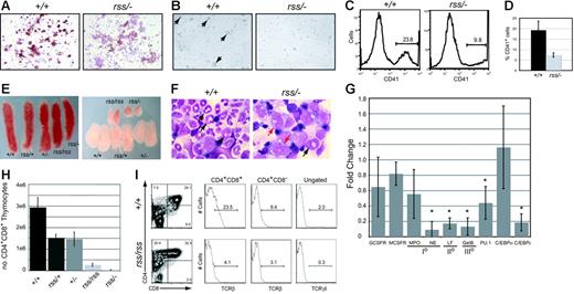 Figure 4. Megakaryocyte, granulocyte, and T-cell development in the fetus are sensitive to CBFβ dosage. (A) Morphology and acetylcholinesterase staining (brown) of megakaryocyte colonies from CFU-Mk assays. Note the reduced intensity of acetylcholinesterase staining in Cbfbrss/−; megakaryocyte colonies, indicating impaired differentiation. (B) Megakaryocytes (large cells, arrows) were obtained following in vitro differentiation of 13.5-dpc fetal liver cells in liquid cultures in the presence of thrombopoietin. Note the absence of large cells in the Cbfbrss/−; culture. (C) Histogram of CD41 expression in platelets isolated from in vitro megakaryocyte cultures. (D) Average percentage of CD41+ platelets from megakaryocyte cultures. n+/+ = 4, nrss/− = 4. Error bars represent 95% confidence intervals. The difference between Cbfb+/+ and Cbfbrss/−; cultures was significant at P < .03. (D) (E) Pictures of spleens (left panel) and thymic lobes (right panel) from 17.5-dpc fetuses. (F) Morphology of Gr-1+ cells enriched from 17.5-dpc fetal livers. Arrows in Cbfb+/+ panel point to mature and band neutrophils. Red arrows in the Cbfbrss/−; sample indicate immature monocytoid cells, and the black arrow points to a rare band. (G) Real-time PCR for myeloid-specific gene expression in Gr-1+ cells enriched from Cbfb+/+ and Cbfbrss/−; 17.5-dpc fetal livers. Gene-expression data are presented as the fold change in Cbfbrss/−; cells relative to Cbfb+/+ cells (normalized to a value of 1) and represent averages from 3 independent experiments. Error bars indicate 95% confidence intervals. For each sample, expression values were normalized to Gapdh. GCSFR indicates granulocyte colony-stimulating factor receptor; MCSFR, macrophage colony-stimulating factor receptor; MPO, myeloperoxidase; NE, neutrophil elastase; LF, lactoferrin; GelB, gelatinase B; and I°, II°, III°, primary, secondary, and tertiary, respectively, granule proteins. The asterisks indicate expression differences significant at P < .001. (H) Total number of CD4+CD8+ (DP) thymocytes in 17.5-dpc fetuses. Error bars represent standard errors. The differences between Cbfb+/+ and all other genotypes were significant at P < .001. (I) CD4 expression is derepressed, and the percentage of TCRβ and γδ cells decreased in 17.5-dpc Cbfbrss/rss thymocytes. The 2 histograms on the left show the percentage of CD4+CD8+ (DP) cells and CD4+CD8− thymocytes that are TCRβ+. The histogram on the far right shows the percentage of total thymocytes that are TCRγδ+. The average percentages of TCRβ+ DP cells (± SD) are as follows: Cbfb+/+, 20.1 (2.9), Cbfbrss/rss, 5.6 (2.6); for percentages of TCRβ+ CD4+ cells: Cbfb+/+, 19.8 (10.5), Cbfbrss/rss, 5.1 (2.2); and for percentages of TCRδγ+ cells: Cbfb+/+, 1.9 (0.2), Cbfbrss/rss, 0.4 (0.1).