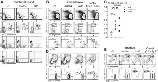 Figure 5. Defects in T cells and granulocytes are cell autonomous. (A) Top panels show contribution of donor FL cells (Ly5.2+) and competitor BM (Ly5.1+) to peripheral blood 4 months after transplantation. The contribution of FL donor cells (R1 gate) to granulocytes (Gr-1+ and Mac-1+), B (B220+) and T (Thy1.2+) lymphocytes, and CD4+ and CD8+ T cells is shown in panels below. The R2 and R3 gates surround Gr-1hiMac-1lo and Gr-1hiMac-1hi populations, respectively. Cells in the R4 gate are FL-derived Thy1.2+ T cells, which are absent in mice reconstituted with Cbfbrss/−; cells. Equivalent contribution to B220+ B cells is seen with all 3 Cbfb genotypes. n+/+ = 9, nrss/rss = 9, and nrss/− = 11; shown are representative recipients. (B) Relative contribution of Cbfb+/+, Cbfbrss/rss, and Cbfbrss/−; FL cells versus BM competitor cells to the KSL population in the BM of recipient mice, analyzed 12 months after transplantation. A mixture of Ly5.1+ and Ly5.2+ BM is shown as a control. Cells in gated regions (R1, R2) are analyzed in the plots below. Note the overwhelming contribution of FL cells (Ly5.2+) from all 3 Cbfb genotypes to the KSL population. (C) Percentage of c-Kit+Sca-1+Lin− (KSL) donor-derived progenitors in bone marrow of mice that received a transplant of Cbfb+/+, Cbfbrss/rss, or Cbfbrss/−; FL cells. (D) Contribution of FL donor and BM competitor cells to Gr-1+Mac-1+ BM cells. (E) Contribution of Cbfb+/+, Cbfbrss/rss, and Cbfbrss/−; FL cells to CD4+CD8+ cells in the thymus of transplant recipients. Note that although the KSL and Gr-1+Mac-1+ populations in mice reconstituted with Cbfbrss/−; FL cells are predominantly donor derived (B,D), CD4+CD8+ cells are derived almost entirely from the competitor BM.