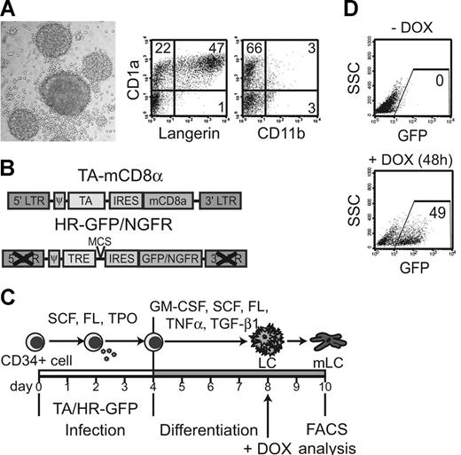 Figure 1. Tet-inducible system for postmitotic LCs. (A) Immature CD34+-cell–derived LC clusters were generated under LC-promoting conditions and analyzed by FACS for CD1a, Langerin, and CD11b expression (numbers depict percentages). Photomicrograph shows typical round LC clusters. (B) Schematic representation of bicistronic retroviral vectors. The first (TA-mCD8α) encodes the tet-activator (TA) upstream of IRES-mCD8α; the second is a self-inactivating vector that encodes a tet-response element (TRE) followed by either IRES-GFP or IRES-NGFR (HR-GFP/NGFR). (C) CD34+ cells are sequentially infected with the constructs shown in panel B and cultured in a 2-step differentiation model as indicated. Gene expression is turned on by DOX (2 μg/mL) in immature LCs on day 8 and analyzed 24 hours or 48 hours later. (D) Representative FACS diagrams show day-10 LCs grown with or without DOX. Induced gene expression is marked by GFP expression.