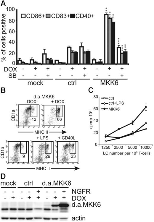 Figure 2. Induction of d.a.MKK6 in immature LCs results in UCM and enhanced T-cell stimulatory capacity. (A) Bars represent percentages (mean ± SD of 3 independent experiments) of gated CD1a+NGFR− LCs (mock infected or grown without DOX) or CD1a+NGFR+ LCs (d.a.MKK6 or control transduced grown with DOX) expressing CD86, CD83, and CD40. The effect of the specific p38 MAPK inhibitor SB230580 (15 μM/mL) was determined. P values (*P < .05, **P < .01, ***P < .001) were determined for control (ctrl) + DOX versus MKK6 + DOX or MKK6 + DOX versus MKK6 + DOX/SB. (B) Representative dot plots show CD1a versus MHC II expression of TA/d.a.MKK6-NGFR–transduced day 10 LCs grown with or without 2 μg/mL DOX (upper panel) compared with mock-infected LCs stimulated with either 1 μg/mL LPS or 500 ng/mL CD40L for 48 hours (lower panel). DOX-stimulated cells were gated for NGFR expression. (C) Allo-T-cell–stimulatory capacity of sorted CD1a+NGFR+ LCs expressing either control vector (ctrl) or d.a.MKK6 (MKK6) was determined. In parallel, control-transduced LCs were stimulated with 1 μg/mL LPS. One representative of 4 experiments is shown. (D) Total-cell lysates of CD1a+ LCs (mock, ctrl, or d.a.MKK6 infected) stimulated with or without DOX were analyzed by Western blot for MKK6 or actin expression. DOX-stimulated cultures were separated into CD1a+NGFR+ and CD1a+NGFR− LCs by FACS sorting prior to preparing cell lysates (1 representative of 3 independent experiments). For panels A and C, results are presented as the mean ± SD obtained from triplicate cultures.