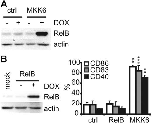 Figure 4. Conditional expression of RelB in LCs does not induce maturation. (A) Representative Western blot analysis for RelB. CD1a+NGFR+ LCs induced to express d.a.MKK6-NGFR or control vector in the presence of DOX for 48 hours were sorted, and total-cell lysates were prepared. As control, lysates of CD1a+ LCs grown in the absence of DOX were used. Actin detection was the loading control. (B) (Left) CD1a+NGFR+ LCs induced to express RelB-NGFR were sorted, and RelB expression was analyzed by Western blot. As control, lysates of CD1a+ RelB-transduced LCs grown in the absence of DOX or of CD1a+ mock-infected LCs were used. Actin detection was the loading control. (Right) Control vector (ctrl), RelB-NGFR, or d.a.MKK6-NGFR was induced in immature LCs by DOX (2 μg/mL), and gated NGFR+ cells were analyzed for CD86, CD83, and CD40 by FACS after 48 hours. Bars represent the mean percentages ± SD of 3 independent experiments. P values (**P < .01, ***P < .001) were determined for control versus MKK6 or control versus RelB.