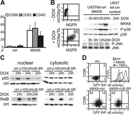 Figure 5. Classical NF-κB signaling is dispensable for d.a.MKK6-induced UCM. (A) U937Te cells were infected with either empty pBMN-IRES-GFP vector or pBMN-d.a.MKK6-IRES-GFP. GFP+ cells were analyzed by FACS for the expression of CD86, CD83, and CD40. Bars represent mean percentages ± SD of 3 independent experiments (*P < .05, **P < .01). (B) U937 cells were cotransduced with TA-mCD8α and HR-NGFR or d.a.MKK6-NGFR, and optimal inducible clones were generated. FACS diagrams show NGFR versus mCD8α expression of a d.a.MKK6-inducible U937 clone grown with or without DOX for 48 hours. Representative Western blot analysis of cell lysates from d.a.MKK6- or control vector–inducible U937 cells treated with DOX (1 μg/mL) for the indicated time points. MKK6, phosphorylated or total p38, and phosphorylated or total JNK were detected. One representative of 4 independent experiments is shown. (C) Representative Western blot analysis of nuclear and cytosolic extracts from a d.a.MKK6-inducible U937 clone transduced with either pBMN-IRES-GFP, pBMN-IκB-SR-IRES-GFP, or pBMN-p100ΔN-IRES-GFP grown with or without 2 μg/mL DOX (24 hours). GFP+ cells were FACS sorted prior to preparation. Extracts were probed with anti-p65, anti-RelB, antiactin (cytosolic control), and anti-PCNA (nuclear control) antibodies. (D) Representative FACS blots of a U937T NF-κB–GFP reporter cell line coinfected with empty vector controls or d.a.MKK6-NGFR together with pBMN-IRES-mCD8α or pBMN-IκB-SR-IRES-mCD8α. NGFR+ mCD8α+ cells were analyzed for CD86 versus GFP. Histogram overlay shows GFP induction (NF-κB activity) in response to TNFα stimulation (2.5 ng/mL, 48 hours) of control transduced cells (bold black line) compared with cells grown in the absence of TNFα (full gray line) or cells transduced with d.a.MKK6 (thin black line). One representative of 3 independent experiments is shown.