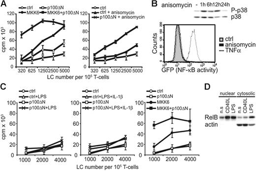 Figure 7. Anisomycin-induced T-cell stimulatory capacity of LCs is also enhanced by nuclear RelB inhibition. (A) (Left) Empty vector controls (ctrl), d.a.MKK6-NGFR + HR-GFP (MKK6), HR-NGFR + p100ΔN-GFP (p100ΔN), or d.a.MKK6-NGFR + p100ΔN-GFP (MKK6+p100ΔN) were coinduced in immature LCs by DOX addition. CD1a+NGFR+GFP+ LCs were sorted, and an allo-MLR was performed. (Right) HR-GFP control vector (ctrl) or p100ΔN-GFP (p100ΔN) was induced by DOX either in the presence or absence of 40 ng/mL anisomycin. CD1a+GFP+ LCs were sorted and subjected to an allo-MLR. Diagrams represent 1 representative experiment. (B) Representative Western blot analysis for phosphorylated or total p38 MAPK of total-cell lysates from immature LCs stimulated with 40 ng/mL anisomycin for the indicated time points. The representative histogram overlay shows GFP induction (NF-κB activity) analyzed by FACS. U937 NF-κB–GFP reporter cells were left untreated or stimulated with 40 ng/mL anisomycin or 2.5 ng/mL TNFα for 24 hours. (C) Control vector (ctrl) or p100ΔN-GFP (p100ΔN) was induced in LCs either in the absence or presence of 1 μg/mL LPS or LPS + 20 ng/mL IL-1β. CD1a+GFP+ LCs were sorted, and allo-MLRs were performed. In parallel, CD1a+GFP+NGFR+ LCs induced to coexpress control vectors (ctrl), d.a.MKK6 + control (MKK6), MKK6 + p100ΔN, or p100ΔN + control (p100ΔN) were subjected to an allo-MLR. (D) Representative Western blot analysis of nuclear and cytosolic extracts from day 8 primary immature LCs either left unstimulated (n.s.), stimulated with 1 μg/mL LPS, or stimulated with 500 ng/mL CD40L for 48 hours. Extracts were probed with anti-RelB and antiactin antibodies.