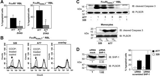 Figure 5. Analysis of the apoptosis pathways induced by FcαRI targeting. (A) WT FcαRI and FcαRIR209L/γ RBL transfectants were treated with 20 μM zVAD-fmk or solvent for 40 minutes before adding 10 μg/mL anti-FcαRI (A77) Fab. After 24 hours cells were analyzed for annexin V/PI double-positivity as described in “Materials and methods.” Values indicate the percentage of double-positive cells and are means ± SD of at least 3 separate experiments performed in duplicate. *P < .01. (B) Analysis of the mitochondrial pathway of apoptosis. FcαRIR209L/γ RBL transfectants were incubated with the mitochondrial apoptosis pathway-inducing compound CCCP (200 μM) or with 10 μg/mL anti-FcαRI (A77) Fab or control (320) Fab. After 24 hours cells were stained with the mitochondrial membrane potential–sensitive dye DiOC6 and analyzed by flow cytometry as described in “Materials and methods.” Induction of the mitochondrial pathway resulted in a strong loss of DiOC6 staining. (C) Analysis of the “cleaved” (activated) form of caspase-3. FcαRIR209L/γ cells were treated with 10 μg/mL A77 or control (320) Fab for the times indicated. Cells were then lysed, separated by SDS-PAGE, and transferred to PVDF membranes before immunoblotting with an antibody recognizing the cleaved form of caspase-3. To control for equal loading, blots were stripped and reprobed with antiscramblase (PLSCR) antibody plus goat anti–rabbit Ig-HRP. One representative experiment of 3 is shown. (D) Effect of SHP-1 siRNA treatment on FcαRI-mediated apoptosis in FcαRIR209L/γ RBL transfectants. Analysis of relative SHP-1 expression levels by anti–SHP-1 immunoblotting in lysates from cells transfected with scrambled or SHP-1–specific siRNA (left panel). Analysis of the percentage of FcαRI-mediated apoptosis in FcαRIR209L/γ cells transfected with scrambled siRNA or SHP-1–targeting specific siRNA (right panel). FcαRIR209L/γ cells were transfected twice, 24 hours apart, with scrambled siRNA or SHP-1–targeting specific siRNA. After the second transfection, cells were treated with 10 μg/mL A77 or irrelevant control (320) Fab (right panel). Cells were then analyzed for hypoploid nuclei as described in “Materials and methods.” Numbers are the percentage of cells with hypoploid nuclei at 18 hours in a representative experiment.