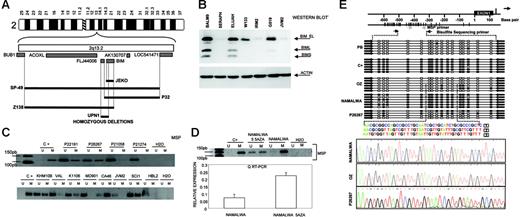 Figure 3. Identification of homozygous deletion and promoter methylation of BIM. (A) Array CGH and genomic PCR studies of MCL cell lines, showing interstitial homozygous deletion of BIM gene. In none of the cases was deletion of the BUB1 gene observed. (B) Western blot analysis shows absence of expression of BIM protein in MCL cell lines (in the figure, IRM2 and JVM2) but also in Burkitt lymphoma cell lines (in the figure, Seraphina). (C) Methylation of BIM promoter was frequently detected in Burkitt lymphoma cell lines (in the figure, KHM10B and CA46) and patient biopsies (P22191 and P26267) as well as in a subset of B-NHL from different origins (in the figure, Karpas 1106 and SCI-1) but not in MCL cell lines (in the figure, JVM2 and HBL2) or patient biopsies (P21058 and P21274). (D) BIM promoter methylation was correlated with loss of expression at the RNA and protein levels, and treatment with demethylating Aza restored BIM expression. Error bars indicate standard deviation. (E) A detailed mapping of CpG-methylation of the promoter by bisulfite genomic sequencing confirmed previous data. Samples analyzed correspond to a positive methylated control (C+); peripheral blood (PB) from a healthy donor (unmethylation); the OZ cell line (unmethylated); the Burkitt-derived cell line Namalwa (methylated); and a lymph-node biopsy from a patient with Burkitt lymphoma (P26267) showing a mixture of methylated and unmethylated colonies.