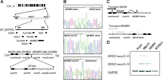 Figure 6. Homozygous deletion of 4q35.1. (A) In the Elijah cell line, delineation of the deleted segment in 4q35.1 revealed a small deletion of 251 kb between the potential candidate genes ARGBP2 and SNX25. (B-C) Both genes truncated in a cryptic fusion between SNX25 exon 15 and ARGBP2 intron and between ARGBP2 exon 18 and SNX25 intron. Both genes splice to cryptic splice acceptor sites in the opposite transcriptional orientation. As a consequence of the deletion, ARGBP2 loses a crucial COOH terminal domain that may interfere with its binding to CBL and SNX25 also results in the truncation of the COOH terminal domain. Deletion of ALP gene, mapped between ARGBP2 and SNX25, is also detected. (D) Truncated SNX25 mRNA is expressed using RT-PCR in Elijah cell line (exons 12-15), whereas no expression of the deleted SNX25 mRNA is present (exons 16-19). On the contrary, expression of both mRNAs (exons 12-15 and exons 16-19) are present in the cell lines without deletion of SNX25 (MD901, SUPB15, and HRC57).
