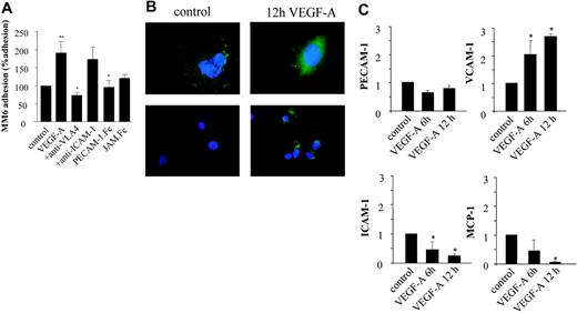 Figure 4. Autocrine effects of VEGF-A on the adherence of Monomac6 (MM6) cells to HUVECs. (A) Serum-starved HUVECs were treated for 24 hours with VEGF-A (100 ng/mL) and perfused with Monomac 6 cells treated with a blocking anti–VLA-4 antibody, sPECAM-1.Fc, or sJAM.Fc (10 μg/mL, 30 min). Some HUVECs were treated with anti–ICAM-1 Ab prior to perfusion. Cell arrest and spreading were analyzed in multiple high-power fields recorded by video microscopy. Cells not moving for more than 30 seconds were defined as adherent. VEGF-A significantly induced the adherence of MM6 cells at a shear rate of 1.5 dyne/cm2. Values represent mean ± SEM of 3 to 5 experiments performed in triplicate; *P < .05 versus control and **P < .05 versus VEGF-A. (B) Immunofluorescence microscopy of HUVECs treated with VEGF-A (10 ng/mL) for 12 hours after staining for endothelial cell marker PECAM-1 and VCAM-1. Stimulation with VEGF-A induces redistribution of constitutively expressed PECAM-1 to the apical side of the endothelial cells. No constitutive expression of VCAM-1 is observed; VCAM-1 expression is induced by VEGF-A exposure. (C) Quantitative real-time reverse-transcription–polymerase chain reaction analysis of total RNA isolated from HUVECs confirmed that PECAM-1 expression is not changed after 6- and 12-hour VEGF treatment. The expression of VCAM-1 mRNA is significantly up-regulated, and that of ICAM-1 significantly down-regulated. MCP-1 mRNA expression level is almost completely inhibited by VEGF-A. Levels are normalized to that of hHRPT as well as cyclophilin A mRNA. *P < .05 versus control. Error bars indicate SD.
