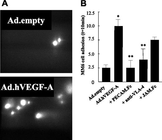 Figure 6. Ex vivo perfusion of murine carotid arteries with monocytic Monomac 6 cells (MM6). Ad.empty– and Ad.hVEGF-A–treated arteries were perfused with MM6 cells labeled with calcein/AM at a flow rate of 3 μL/min. Some monocytic cells were preincubated with sJAM.Fc, sPECAM-1.Fc, and anti–VLA-4 at 37°C for 30 minutes. Adhesive interactions with the atherosclerotic vessel wall were recorded using epifluorescence illumination and cells not moving for more than 30 seconds were defined as adherent. (A) MM6 cells adhere to Ad.hVEGF-A–treated (bottom panel) and Ad.empty–treated (top panel) carotid arteries after 10 minutes of perfusion. Flow direction from was right to left. (B) Quantification of adherent cells reveals that VEGF-A overexpression led to a significant increase in the adherence of MM6 cells, which could be blocked by pretreatment of MM6 cells with anti–VLA-4 and sPECAM-1.Fc, but not by sJAM.Fc. *P < .05 versus Ad.empty; **P < .05 versus Ad.hVEGF-A. Error bars indicate standard deviation.