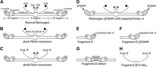 Figure 1. Schematic representation of fibrin(ogen) molecules and their fragments used in this study as sources of knobs and holes. The drawing is based on crystallographic data and represents approximately the relative positions and dimensions of the molecular parts. A- and B-knobs are highly flexible and, hence, have not been visualized in the crystal structure to date. Gray and black circles represent fibrinopeptides A (FpA) and B (FpB), respectively. (A) Fibrinogen is 45 nm long and consists of 3 parts, namely 2 D regions and one E region. The D regions contain the distal portions of the coiled-coil and the C-terminal β- and γ-modules. The E region contains the central N-terminal part of the molecule and the proximal portions of both sets of coiled-coils. The E region has 2 pairs of binding sites, A- and B-knobs, that are masked and become exposed after cleavage of FpA and FpB. The D regions have constitutively open a- and b-holes located in the γ- and β-modules, respectively. (B) DesA-fibrin monomer with only A-knobs exposed, obtained from normal fibrinogen by selective cleavage of FpA using batroxobin. (C) DesB-fibrin monomer with only B-knobs exposed, obtained from fibrinogen variant AαR16C by selective cleavage of FpB by thrombin. (D) Fibrinogen variant γD364H with impaired nonfunctional a-holes. (E) Fragment D from normal fibrinogen has a- and b-holes. (F) Fragment D from fibrinogen γD364H with only b-holes. (G) D-dimer from fibrin representing 2 D regions of the adjacent monomer molecules covalently cross-linked through the C-termini of the γ-chains. (H) Recombinant fragment (β15-66)2 representing dimeric N-terminal portions of the β-chain bearing B-knobs.