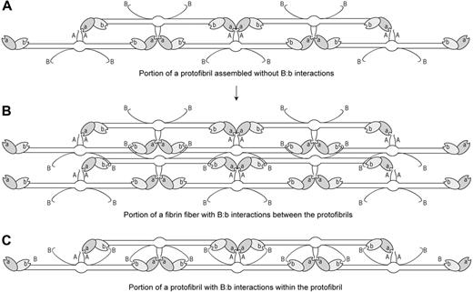 Figure 7. Schematic representation of the hypothetical role of B:b interactions in the lateral aggregation of protofibrils during fibrin polymerization. Designations are the same as in Figure 1. (A) Portion of a protofibril assembled only through A:a interactions with B-knobs exposed on the outer surface of the structure. (B) Portion of a fibrin fiber built of 2 protofibrils aggregating laterally and connected through B:b interactions. (C) Portion of a protofibril assembled through A:a interactions and stabilized by B:b bonds within the protofibril.