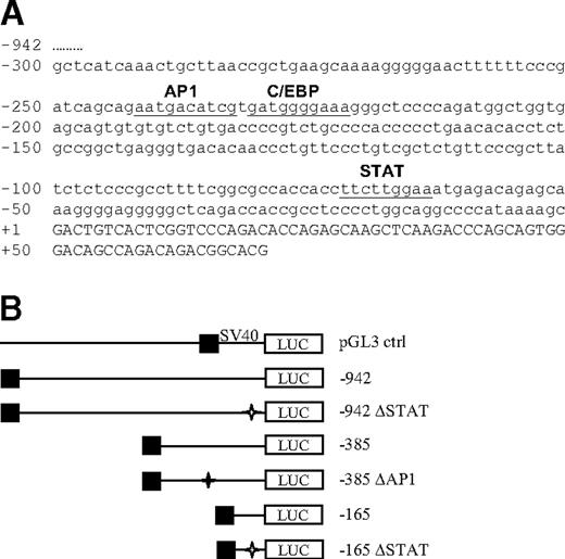 Figure 1. Luciferase reporter vectors containing the human hepcidin promoter. (A) Nucleotide sequence of the 5′-flanking region of human hepcidin. The sequence of the 300 bp of the transcription start site of the human hepcidin promoter is indicated in small letters. The 5′ UTR of the hepcidin gene is indicated in capital letters starting at position +1. Underlined sequences indicate transcription factor binding motifs. The AP1 and STAT binding motifs are phylogenetically conserved (100% identity of the core sequences) in the human, mouse, and rat. The transcription factor binding motifs were identified by MatInspector24 and TFsearch version 1.3. (B) Luciferase (firefly) reporter vectors. The –942 construct contains the longest promoter region analyzed in this study; the –385 construct contains the AP1, C/EBPα, and STAT binding motifs; in the –385 ΔAP1 construct the AP1 binding motif is deleted; the –165 construct contains the STAT binding motif whereas the AP1 and C/EBPα binding motifs are deleted; in the –165 ΔSTAT construct the STAT binding motif is deleted; in the –942 ΔSTAT construct the STAT binding motif is deleted, while the AP1 and C/EBPα binding motifs are preserved; SV40-driven pGL3 vector expressing luciferase (Renilla) was used as a control. Asterisks indicate the deletion of transcription factor binding motifs; ▪, the 5′ end of the promoter region.