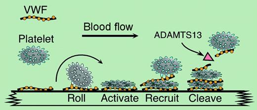VWF mediates platelet adhesion at sites of vascular injury, and the metalloprotease ADAMTS13 limits thrombus growth cleaving VWF. Defects in VWF secretion or clearance are common causes of VWD type 1.