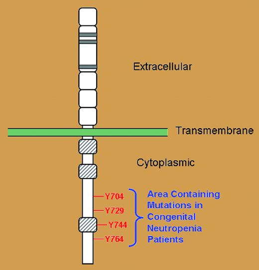 Schematic representation of the G-CSF receptor with extracellular, transmembrane, and cytoplasmic regions as indicated. Gray-hatched boxes represent conserved cytoplasmic subdomains. Four cytoplasmic tyrosine residues indicated in red.