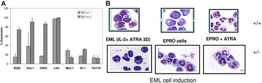 Figure 5. A flow cytometric analysis of Gfi-1+/− and Gfi-1+/+ EML cells. Gfi-1+/− and Gfi-1+/+ EML cells were stained and analyzed using a FACSvantage flow cytometer and CellQuest software. (A) Cells (1.5 × 105) were then labeled with conjugated antibodies for 20 minutes at 4°C. All antibodies (B220, Sca-1, CD34, c-kit, Mac-1, Gr-1, and Ter119) used for flow cytometry including matched isotype controls were conjugated to phycoerythrin (PE) and purchased from eBiosciences. Error bars indicate SEM. (B) Wright-Giemsa staining of EML+/− and EML+/+ cells following terminal neutrophil maturation. Myeloid differentiation of EML cells was conducted in IMDM medium containing 20% horse serum, IL-3, SCF, and 10 μM ATRA for 3 days. The cells were then transferred to IMDM medium containing 20% horse serum and GM-CSF. Within a week, GM-CSF–dependent EPRO cells emerged. These cells were terminally differentiated by the addition of 10 μM ATRA for 3 days. Cells were cytospun on the days indicated and subjected to Wright-Giemsa staining.