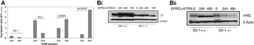 Figure 6. Expression pattern of Gfi-1, PU.1, C/EBPϵ, and their downstream targets in ATRA-induced Gfi-1+/+ and Gfi-1+/– EPRO cells. (A) Real-time PCR analysis of ATRA-induced Gfi-1+/+ and Gfi-1+/− EPRO cells. EPRO cells were induced to terminally differentiate in the presence of ATRA. RNA samples were collected at the times indicated and subjected to real-time PCR analysis. Transcript levels of each mRNA were normalized to that of 18S rRNA and expressed as a percentage of the signal observed in the uninduced EPRO+/+ cells. This experiment was performed 3 times in triplicate. (B) Western blot analysis of ATRA-induced Gfi-1+/+ and Gfi-1+/− EPRO cells. Whole cell extracts prepared from ATRA-induced EPRO cells at the time indicated were subjected to Western blot analysis. Equal concentrations of protein were loaded in each lane. The blots were sequentially probed with antibodies for LF and β-actin, and NC and β-actin.