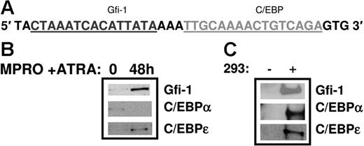 Figure 8. Oligonucleotide pull-down assay using the Gfi-1/C/EBP probe in the HNC promoter. Nuclear extracts prepared from uninduced and ATRA-induced MPRO cells (a murine myeloid cell line for neutrophil maturation) were incubated with the biotinylated Gfi-1/C/EBP probe from the HNC promoter (A). The DNA-protein complexes were recovered using streptavidin-agarose beads and the bound proteins resolved by SDS-PAGE and Western blot analysis. The blot was probed sequentially with Gfi-1, C/EBPα, and C/EBPϵ antibodies (B). Oligonucleotide pull-down assays using the same probe and 293 extracts overexpressing Gfi-1, C/EBPα, and C/EBPϵ served as a positive control (C). (− indicates untransfected 293 cells; +, transfected 293 cells.)