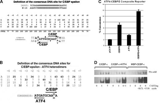 Figure 1. Cyclic amplification of selected sequences yields consensus C/EBP-ϵ and C/EBP-ϵ–ATF4 binding sites. (A) Definition of the consensus C/EBP-ϵ binding DNA sequences. Analysis of 103 individual clones derived from 7 cycles of site selection by anti–C/EBP-ϵ antibodies. Invariable AA and TT sequences within each C/EBP-binding half-site were used to align the selected sequences. Half-sites are indicated by arrows. (B) Definition of the consensus C/EBP-ϵ/ATF4 heterodimer binding DNA sequences. Analysis of 43 individual clones derived from site selection experiments using C/EBP-ϵ/ATF4 heterodimers produced in COS1 cells. Selected sequences were aligned using an invariable AA sequence within the C/EBP-binding half-site. (C) Activation of promoter containing C/EBP-ϵ–ATF4 heterodimer binding site by coexpressed ATF4 and C/EBP-ϵ in Jurkat cells. Jurkat cells were transfected with C/EBP-ϵ and ATF4 expression constructs and pCATP-ATCEBP reporter in chloramphenicol acetyl transferase (CAT) reporter. The cells were harvested 48 hours after transfection and CAT and β-galactosidase assays were performed. These results are shown as percentage of chloramphenicol conversion to acetylated form, adjusted for transfection efficiency as monitored by cotransfected β-galactosidase reporter assay. Experiments were done in triplicate; and the mean and SD are shown by black bars and brackets, respectively. (D) DNA binding of C/EBP-ϵ to DNA is enhanced in the presence of nuclear lysates. Samples of dsDNA prior to and after several cycles of selection were analyzed by EMSA. The number of CASTing cycles for each radiolabeled probe is indicated. C/EBP-ϵ and C/EBP-ϵ–ATF4 were derived from nuclear lysates of transfected COS1 cells, whereas MBP–C/EBP-ϵ fusion protein was produced and purified from E coli. Specificity of binding was confirmed by addition of 50-fold molar excess of unlabeled (“cold”) C/EBP-ϵ binding oligonucleotide. In the 2 right lanes, nuclear lysates derived from KCL22 and COS1 cells were added to EMSA reaction containing bacterially produced MBP–C/EBP-ϵ.