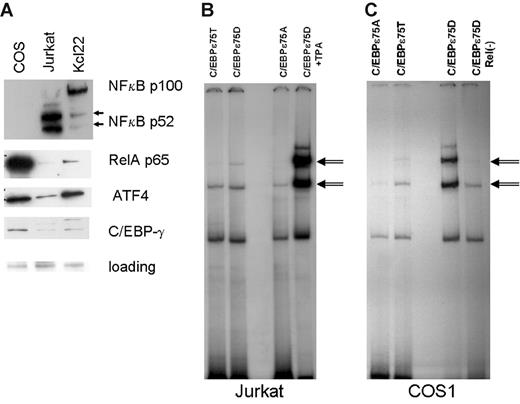 Figure 2. Activated nuclear NFkappaB (RelA) facilitates C/EBP-ϵ DNA binding to consensus sites. (A) Western-blot analysis of NFkappaB subunits and ATF4 localized in the nucleus of COS1, Jurkat, and KCL22 cells. Antibodies against proteins listed in the right panel were used to probe Western blots derived from nuclear lysates (20 μg per lane) prepared from COS1, Jurkat, and KCL22 cells. Equal gel loading controls were Ponceau stained after transfer. (B) Gel shift analysis was performed on nuclear lysates derived from the Jurkat cells transfected with either the wild-type C/EBP-ϵ (C/EBPϵ75T) or mutant C/EBPϵ (75D or 75A) expression constructs. In the right lane, the nuclear lysate was derived from Jurkat cells transfected with C/EBPϵ75D and activated with TPA. C/EBP-ϵ–specific bands are indicated by double arrows. (C) Gel shift analysis was performed as shown in panel B, except that RelA-containing COS1 cells were used for transfection instead of Jurkat cells. In the right lane, nuclear lysate derived from C/EBP-ϵ75D–transfected cells was cleared of endogenous RelA by immunoprecipitation with a specific antibody.