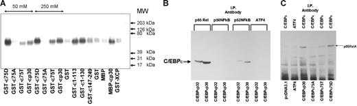 Figure 4. C/EBP-ϵ interacts with p65RelA. (A) Specific binding of GST–C/EBP-ϵ fusion proteins to p65RelA is facilitated by the presence of phosphomimetic Asp75 (D) residue within the p38 MAPkinase target site. Equal quantity (40 μg) of immobilized bacterially produced GST–C/EBP-ϵ or MBP–C/EBP-ϵ protein and its mutant or truncated derivatives and isoforms were incubated with nuclear lysates containing p65RelA. Beads were washed extensively in conditions of either normal salt (150 mM), 50 mM, or 250 mM salt (where indicated by line with arrows). Bacterially produced GST and the GST fusion protein containing the full-length resistin-like hXCP1 protein (GST-XCP) were used as negative controls. Eluted proteins were analyzed by Western blotting using specific anti-p65RelA antibodies (Santa Cruz Biotechnology). (B) C/EBP-ϵ–NFkappaB interaction in nuclear lysates of COS1 cells transfected with expression constructs for p30 and p32 isoforms of C/EBP-ϵ. Immunoprecipitation (IP) was performed with antibodies specific to proteins listed above the lanes. Coimmunoprecipitated C/EBP-ϵ was identified by Western blotting with rabbit polyclonal anti–C/EBP-ϵ antiserum. (C) Endogenous p65RelA is coimmunoprecipitated with C/EBP-ϵ, but not ATF4, in COS1 cells transfected with expression constructs listed below each lane or control pcDNA3.1 expression vector. Following immunoprecipitation with either C/EBP-ϵ– or ATF4-specific antibody, p65RelA was identified by Western blotting.