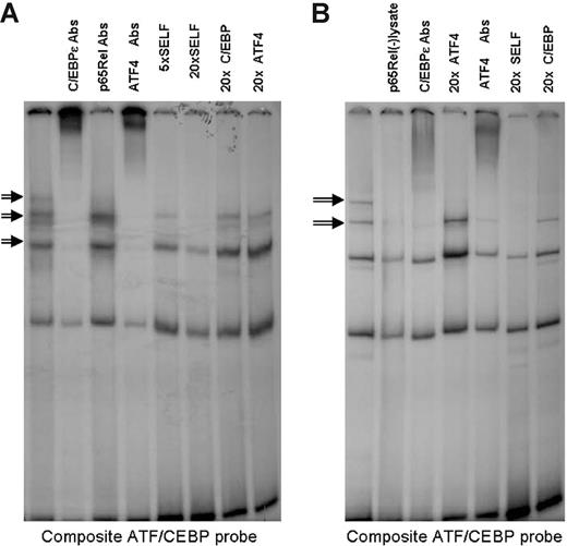 Figure 5. Specific binding of C/EBP-ϵ–ATF4 heterodimers to a high-affinity binding site is facilitated by the presence of nuclear RelA. Gel shift analysis was performed using a composite ATF/CEBP binding probe and nuclear lysates from cells transfected with the wild-type C/EBP-ϵ and ATF4 expression vectors. Specific heterodimer binding (indicated by arrows) was confirmed by competition with 5- and 20-fold molar excess of unlabeled self-oligonucleotide and lack of competition with 20-fold molar excess of consensus C/EBP-ϵ or ATF4 homodimer binding oligonucleotides. Specific complexes contain both ATF4 and C/EBP-ϵ, but not p65RelA, as indicated by supershifts produced by addition of specific antibodies (Abs). (A) Nuclear lysates were derived from transfected and TPA- and Ca++ ionophore–activated Jurkat cells. (B) Nuclear lysates were derived from transfected COS1 cells. Elimination of endogenous p65RelA from nuclear lysates by preclearing with 10 μg of α-p65RelA per 10 μL of nuclear lysate (second lane from the left) results in disruption of specific binding of ATF4–C/EBP-ϵ heterodimers.