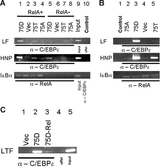 Figure 6. ChIP analysis of effects of p65RelA on C/EBP-ϵ binding to lactoferrin (LF) and defensin (HNP) promoters. (A) Chromatin immunoprecipitations were performed from MiaPaca2 cells treated with control lentiviral vector (lanes 1-4, 9-10) or MiaPaca2 cells with siRNA-induced knock down of p65RelA (lanes 5-8). Five days after transduction, cells were transfected with expression plasmids directing expression of 75D, 75A, or 75T variants of C/EBP-ϵ or an empty vector control. At 36 hours after transfection, chromatin immunoprecipitations were performed, using α–/EBP-ϵ or α-p65RelA. The precipitated chromatin was analyzed using primers specific for C/EBP sites in the LF promoter, HNP promoter, or IkBα promoter. Input chromatin (1:20 dilution) is presented in lane 9. In lane 10, input chromatin was derived from immunoprecipitation with a control antibody (α-p65RelA in case of LF and HNP detection, α–C/EBP-ϵ in case of IkBα detection). (B) In vivo effects of C/EBP-ϵ mutations at codon 75 on DNA binding within the LF and HNP promoters. Chromatin immunoprecipitations were performed on RelA expressing HEK293 cells, transfected with expression plasmids for the wild-type C/EBP-ϵ (75T, lane 5), phosphomimetic 75D mutant (lane 3), or 75A mutant of C/EBP-ϵ. Empty vector–transfected control cells were used for ChIP in lane 4. In negative control experiments presented in lane 1, input chromatin was derived from immunoprecipitation of C/EBP-ϵ–transfected HEK293 cells with a control antibody (α-p65RelA in case of LF and HNP detection, α–C/EBP-ϵ in case of IkBα detection). (C) Chromatin immunoprecipitations (ChIPs) and detection of lactoferrin (LF) promoter were performed in mouse 32Dcl3 cells that were transduced with retroviral vector expressing C/EBP-ϵ phosphomimetic D75 mutant (lanes 2-5) or an empty vector control (lane 1). Five days after transduction, cells were treated with control lentiviral vector (lanes 2, 4, 5) or with RelA-specific siRNA vector. ChIPs were performed 3 days after siRNA transduction, with α–C/EBP-ϵ (lanes 1-3) or control α-p65RelA (lane 4).