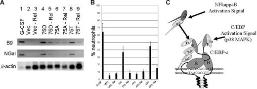Figure 7. Interaction of C/EBP-ϵ with p65RelA is important for neutrophil differentiation. (A) Northern-blot analysis of secondary granule B9 and NGal gene expression in murine 32Dcl3–derived cells. Twenty micrograms of total RNA derived from 32Dcl3 cells transduced with retroviral vectors expressing the wild-type (T75), mutant (D75 and A75) C/EBP-ϵ, or an empty vector control was analyzed with probes for the secondary granule B9 and NGal genes. Cells were transiently transduced with lentivirus targeting RelA (lanes 3, 5, 7, 9) or nonspecific siRNA (lanes 2, 4, 6, 8). Lane 1 contained 20μg total RNA derived from the wild-type 32Dcl3 cells that were terminally differentiated for 6 days in the presence of 100 ng/mL G-CSF. (B) Neutrophilic differentiation of 32Dcl3 cells transduced with C/EBP-ϵ expression vectors in the presence or absence of p65RelA. Maturation of 32Dcl3 cells transduced with the wild-type C/EBP-ϵ (T75), D75 and A75 mutants, or control vector was observed in the presence or absence or p65RelA. Following infection with the lentivirus expressing RelA-specific siRNA, cells were cultured for 5 days in the absence of IL-3. Graphs represent the percentage of band-neutrophil–like differentiated cells. Only living cells were counted. Graphs show the average and SD of 3 transduction experiments. (C) Schematic representation of RelA activation pathway leading to increased affinity of C/EBP-ϵ to its cognate DNA binding sites. The basic region of C/EBP-ϵ subunits involved in DNA recognition is indicated as B. TA denotes transcriptional activation domain, whereas the leucine zipper dimerization domain is indicated as LLLL. Phosphorylation of the Thr75 site on C/EBP-ϵ results in increased interaction with activated nuclear NFkappaB, which in turn may produce changes in the conformation of C/EBP-ϵ subunits within the dimer to improve DNA recognition.