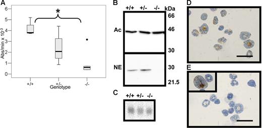Figure 3. Neutrophil elastase in bone marrow cells from wild-type (+/+), heterozygous (+/−), and serglycin knockout (−/−) mice. (A) Elastase activity measured by spectrophotometry following the degradation rate for methoxysuccinyl-Ala-Ala-Pro-Val-P-nitroanilide. The SLPI-inhibitable activity is expressed as absorbance change per minute at 405 nm. Median is indicated by bold line and range by whiskers. The asterisk signifies statistically significant difference at the 5% level, log10-transformed data, independent t test; +/+, n = 3; +/−, n = 4; −/−, n = 6. (B) Western blotting of bone marrow cell lysates. The 2 blots have been loaded and processed in parallel; the lower blot has been incubated with rabbit anti–murine neutrophil elastase (NE), and the upper blot has been incubated with monoclonal mouse anti–murine β-actin (Ac) for loading control. Molecular weight markers are indicated. (C) Northern blotting with a full-length probe for murine neutrophil elastase; the blot is the same as in Figure 1 after stripping and reprobing with the neutrophil elastase probe. (D-E) Immunocytochemistry for neutrophil elastase in murine bone marrow cells from wild-type mice (D) and serglycin−/− mice (E); bar, 20 μm. Rarely a promyelocyte from serglycin−/− mice stains positive for neutrophil elastase (E, inset).