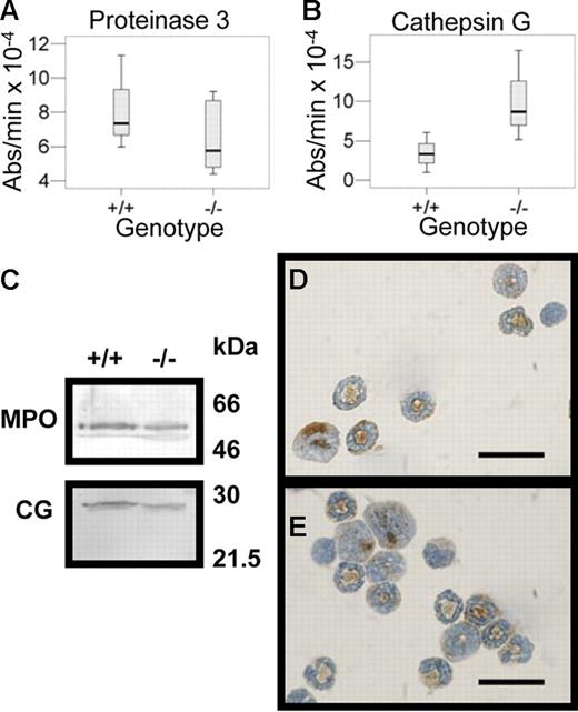 Figure 5. The serine proteases cathepsin G and proteinase 3 in wild-type (+/+) and serglycin knockout mice (−/−) bone marrow cells. (A) Proteinase 3 activity (+/+, n = 3; −/−, n = 6) was measured spectrophotometrically by the degradation rate for methoxysuccinyl-Ala-Ala-Pro-Val-P-nitroanilide. The activity expressed as absorbance change per minute at 405 nm is the activity not inhibitable by SLPI. (B) Cathepsin G activity (+/+, n = 3; −/−, n = 3) was measured spectrophotometrically by dissociation rate for N-succinyl-Ala-Ala-Pro-Phe-P-nitroanilide at 410 nm. No statistically significant differences (5% level, log10-transformed data, independent t test) in serine protease activities could be detected between wild-type and serglycin−/− bone marrow cells. Median is indicated by bold line and range by whiskers. (C) Western blotting for cathepsin G (CG); MPO is used as an internal loading control. The 2 blots represent the upper and lower part of the same blot cut into 2 before antibody incubation. Molecular weight markers are indicated. (D-E) Immunocytochemistry for cathepsin G on bone marrow cells from wild-type (D) and serglycin−/− mice (E); bar, 20 μm.