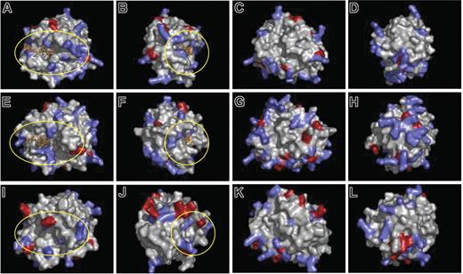 Figure 6. Three-dimensional molecular models of neutrophil elastase, proteinase 3, and cathepsin G. The basis for modeling is described in “Materials and methods.” Residues with positively charged side chains are indicated by blue; those with negatively charged side chains are indicated by red. Neutrophil elastase and cathepsin G are modeled with an inhibitor in the active site (orange). The putative glycosaminoglycan-binding regions around the active sites of the enzymes are encircled (yellow). (A-D) Murine neutrophil elastase, (E-F) murine cathepsin G, (I-L) murine proteinase 3. For each protein model, 4 different views separated by sequential 90-degree clockwise rotations around the vertical axis are shown.