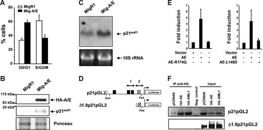 Figure 1. AML1-ETO regulates the cell cycle inhibitor p21WAF1. (A) K562 cells infected with MigR1 and Mig-A/E were sorted by flow cytometry 2 days after infection for EGFP+ cells and cultured overnight at 2 × 105 cells/mL and harvested for cell cycle analysis by propidium iodide staining by flow cytometry. Percentages of G0/G1 and cells in S/G2/M phase of cells are presented from 3 individual infection experiments. (B) Following infection and flow cytometry sorting were analyzed by Western transfer with 20 μg protein the blots were probed with anti-HA or anti-p21waf1 to analyze their expression. Ponceau staining of the blot depicts loading. (C) K562 cells were infected, sorted, and cultured as described and RNA was prepared. RNA (10 μg) was analyzed by Northern blot with the full-length p21WAF1 cDNA. Equal loading is depicted by the 18S ribosomal RNA. (D) Schematic diagram of the 2.3-kb promoter region of the p21WAF1 gene cloned into the pGL2 reporter vector; ▪, AML1 DNA-binding sites; ▨, putative AML1-binding site (TGTGGG). (E) K562 cells were transfected with 10 μg p21-pGL2, with either 2 μg empty vector or those expressing HA-AML1-ETO, HA-AML1-ETO-R174Q, AML1-ETO, or AML1-ETO-L148D brought to a total of 20μg with 5.6 μg herring sperm DNA, 2 μg of an expression plasmid for CBFβ and 400 ng pRL-null as internal control for transfection, and cultured for 16 to 23 hours. Experiments depict the average and SD of 5 individual experiments with 2 different batches of DNA. (F) ChIP assay for association of AML1 and AML1-ETO to the distal and proximal regions of the p21WAF1 promoter. Cells were transfected with 10 μg p21pGL2 or Δ1.9p21pGL2 with either 2 μg pCDNA6, pCDNA6-HA-AML1, or pCDNA6-HA-AML1-ETO and following ChIP the isolated DNA fragments were subjected to PCR with specific primers that amplify regions 1 and 2 depicted in panel D, and analyzed by DNA gel electrophoresis.