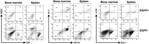 Figure 4. Flow cytometric analysis of AML1-ETO–expressing p21WAF1-deficient cells. Bone marrow and spleen cells were collected from leukemic mice transplanted with p21Waf1−/−-expressing AML1-ETO cells and analyzed for the expression of CD3/B220, Gr-1/CD11b, and c-kit/Sca-1. Depicted are the EGFP+ and EGFP− cells within a particular mouse.