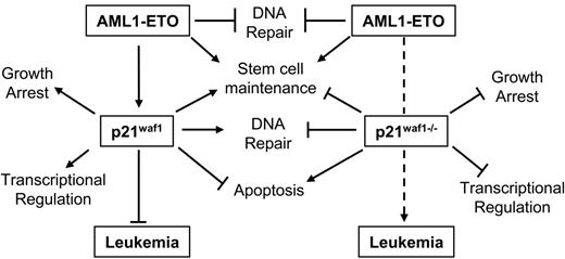 Figure 5. Model of AML1-ETO leukemogenesis through the p21WAF1 pathway. Here we propose a model whereby the bypass of the p21WAF1-regulated pathway(s) cooperates with AML1-ETO in promoting leukemia development. Specifically, in the presence of p21WAF1 AML1-ETO ability to promote leukemia is limited by p21WAF1 role in growth regulation, genome stability, regulating transcription networks, and in primary cells' apoptosis evasion. However, both p21WAF1 and AML1-ETO regulate stem cell maintenance and expansion. The loss of p21WAF1 role in growth regulation, DNA repair, and regulation of transcription establishes an advantageous situation for leukemia development.
