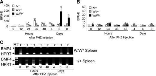 Figure 1. W/Wv mice exhibit a delayed expansion of stress BFU-Es in the spleen during the recovery from acute anemia. W/Wv, Wv/+, and control mice were treated with phenylhydrazine to induce acute anemia. (A) Spleen cells and (B) bone marrow cells were plated in methylcellulose media containing Epo (3 U/mL) at the indicated times after PHZ treatment, and the number of stress BFU-Es were measured. (A-B) *P < .05, **P < .01, ***P < .005 when one value was compared with the previous time point. Each time point represents the average of 3 mice each done in triplicate. (C) Reverse transcription–polymerase chain reaction (RT-PCR) analysis of BMP4 expression in the spleen of W/Wv and control mice. Error bars indicate standard deviation (SD).