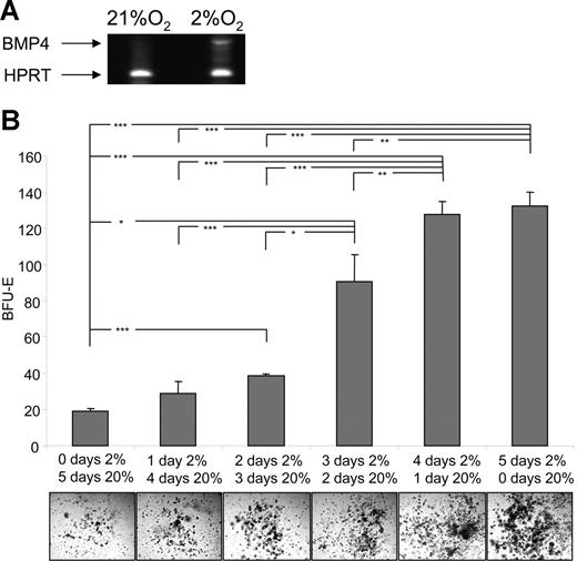 Figure 5. Hypoxia induces BMP4 expression and alters the response of stress BFU-Es to BMP4 and SCF. (A) Spleen cells were grown for 24 hours at 20% or 2% O2. Expression of BMP4 mRNA was measured by RT-PCR. (B) Spleen cells were plated in methylcellulose media containing Epo and grown for the indicated times in 20% or 2% O2. *P < .05, **P < .01, ***P < .005 for the indicated comparisons.