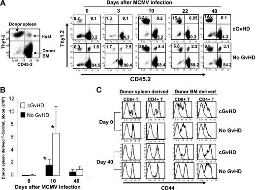 Figure 2. Extensive expansion of peripheral donor T cells in recipients with cGvHD after viral infection. Recipients with cGvHD and no GvHD were bled on 133 days after transplantation (day 0 prior to infection) and mice were infected with 5 × 104 PFUs MCMV intraperitoneally. Panel A represents the kinetics of peripheral expansion of donor spleen–derived (Thy1.2+ CD45.1+), host-derived (Thy1.2+ CD45.2+) T cells, as well as a mixture of BM-derived (Thy1.1+ CD45.2+) T cells and host-derived non-T cells. The FACS data shown here represent the same mouse in each group that is representative of 4 to 5 mice in each group. Panel B represents the total number of donor spleen–derived T cells per mL of blood. Data from an average of 4 to 5 mice per group are shown for each time point (*P < .001 for uninfected data vs infected data; *P < .05 for cGvHD vs no GvHD on day 10 after infection). Panel C represents the surface expression of CD44 antigen on the donor spleen– and BM-derived CD8+ and CD4+ T cells that were measured prior to MCMV infection (133 days after transplantation) as shown in top 2 panels and 40 days after MCMV infection as shown in bottom 2 panels from the same mouse of each group. Dotted histogram plot represents the isotype control mAb used for CD44. The data are representative from 1 mouse of each group out of 4 to 5 mice used per group.