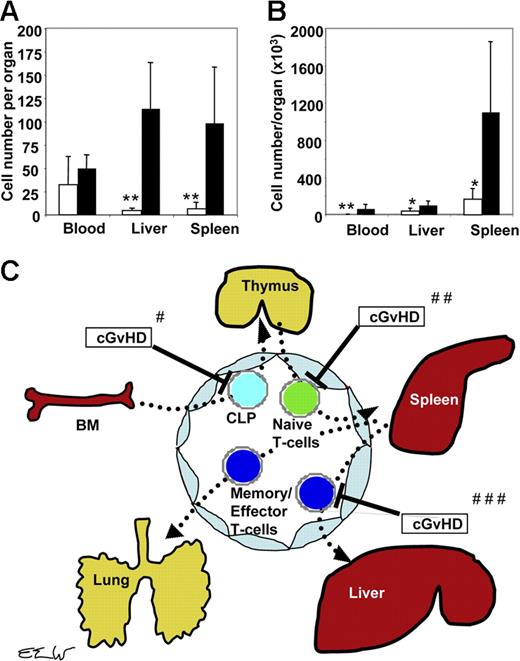 Figure 6. Homing defects of donor T cells to sites of CMV infection. Blood lymphocytes were harvested from 2 groups of donors: cGvHD+ CB6F1 mice that previously received transplants of C57Bl/6 donor cells, and cGvHD− C57BL/6 recipients of syngenic transplants. Both groups of recipients were infected with 2.5 × 104 PFUs MCMV intraperitoneally on day 100 after transplantation, and PBMCs were harvested from the pooled blood of 5 infected mice on day 10 after viral infection as described in “Materials and methods.” Three million PBMCs from mice with or without cGvHD were adoptively transferred to 2 groups of irradiated (11 Gy) C57BL/6 mice that were then infected with 3 × 103 PFUs MCMV intraperitoneally the next day. Nucleated cells were harvested on days 3 and 10 after infection from the blood and spleen (as described in “Materials and methods”) from the infected secondary recipients. The numbers of donor-derived lymphocytes per gram of liver tissue are shown. Donor-derived T cells and MCMV peptide–specific tetramer-positive CD8+ T cells per mL blood or gram liver or spleen were counted by using multicolor FACS analysis. (A) MCMV peptide–specific tetramer-positive CD8+ T cells per organ measured from the recipients of lymphocytes harvested from cGvHD+ donors (□) and from recipients of lymphocytes harvested from no-GvHD donors (▪) on day 3 after MCMV infection. (B) MCMV peptide–specific tetramer-positive CD8+ T cells per organ measured on day 10 after MCMV infection. Values represent an average of data from 4 to 5 mice per group (*P < .05 and **P < .005; Student t test). (C) Schematic diagram for the inhibitory effects of cGvHD on the migration and homing of donor T cells to different lymphoid and nonlymphoid organs. #cGvHD interferes with homing of T-cell progenitors to the thymus. ##cGvHD interferes with homing of donor antiviral T cells from blood to lymphoid organs. ###cGvHD interferes with homing of antigen-specific T cells to target organs infected by CMV (eg, lung and liver).