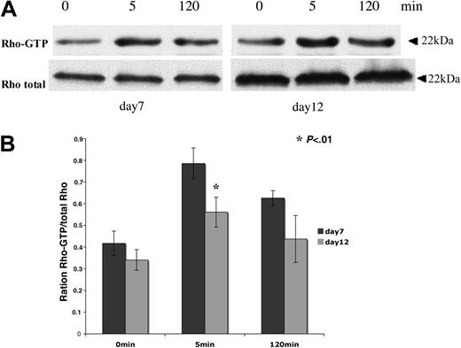 Figure 2. Rho activity can be stimulated by TPO during MK differentiation. CD41+ MKs derived from leukapheresis were cytokine-starved overnight in serum-free medium and then stimulated for 5 minutes and 120 minutes with 100 ng/mL TPO. Pull-down RBD-bound Rho and total Rho in the lysate were detected by Western blot. (A) Cultured MKs starved on day 6 and stimulated on day 7 (left panel) or starved on day 11 and stimulated on day 12 (right panel). (B) Western blot quantification showing the Rho-GTP/total Rho ratio at day 7 and day 12 of culture. Results are the average ± SD of 3 experiments. The same number of cells were used for pull-down analysis at day 7 and day 12 of culture. In this experiment, the total quantities of Rho augmented from day 7 to day 12 because the MK size markedly increases in culture during this time lapse. Thus, the ratio between Rho-GTP and total Rho permits evaluation of the relative activity of Rho. Quantification results show that TPO-stimulated Rho activity measured at 5 minutes decreased of about 22% at day 12 compared to day 7 (t test; P < .01).