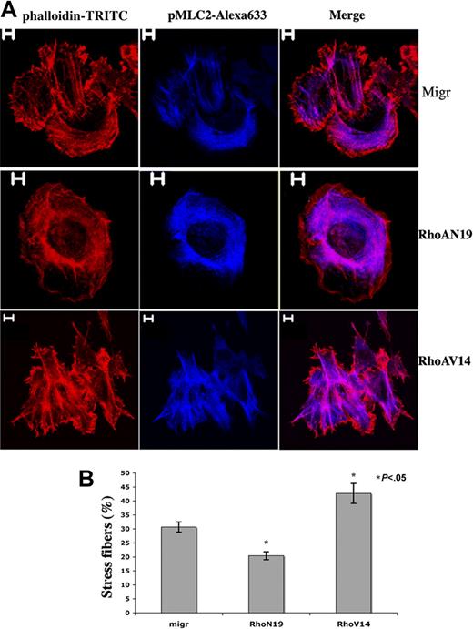Figure 4. Differential effects of RhoAN19 and RhoAV14 overexpression on fiber stress formation induced by collagen I. (A) Migr-GFP+, Migr-RhoAV14-GFP+, and Migr-RhoAN19-GFP+ MKs were plated onto collagen I substrate for 1 hour on day 6, and cells were dually stained with a pMLC2 mAb (blue) and phalloidin-TRITC (red). Bars represent 5 μm. (B) The graph illustrates the mean percentage ± SD of Migr-GFP+, Migr-RhoAV14-GFP+, and Migr-RhoAN19-GFP+ MKs showing stress fibers after 1 hour of adhesion onto collagen I. At least 300 cells were counted in 3 separate experiments. Stress fiber assembly was induced in 30.7% MKs infected with the empty vector (Migr-GFP+), 42.7% Migr-RhoAV14-GFP+ MKs, and 20.4% MKs infected with Migr-RhoAN19-GFP+.